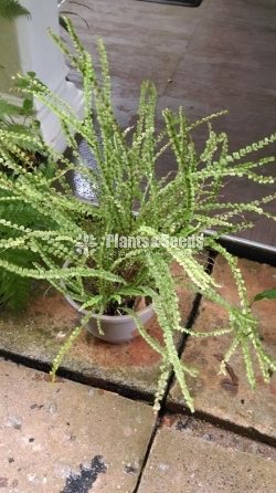 Ferns