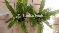 Ferns