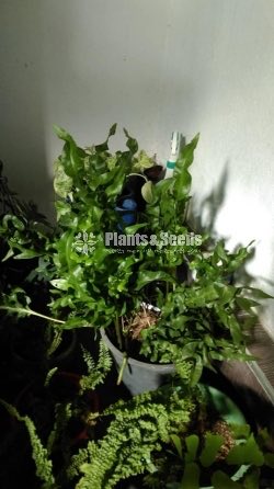 Ferns