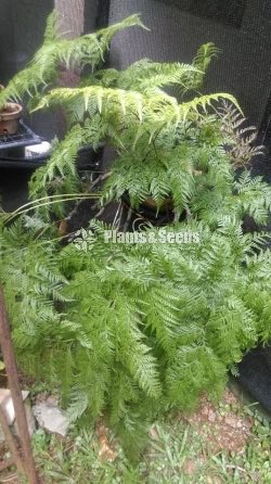 Ferns
