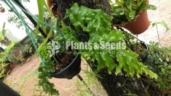 Ferns