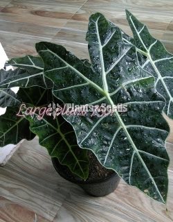 Alocasia polly african mask plant 