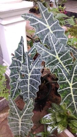 Alocasia polly african mask plant 