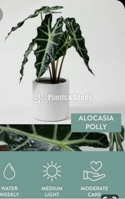 Alocasia polly african mask plant 