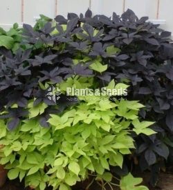 Sweet potato vine and  Black sweet potato vine