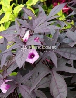 Sweet potato vine and  Black sweet potato vine