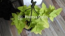 Sweet potato vine and  Black sweet potato vine