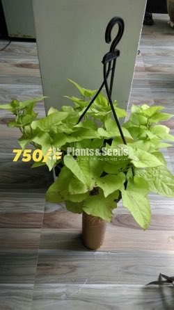 Sweet potato vine and  Black sweet potato vine