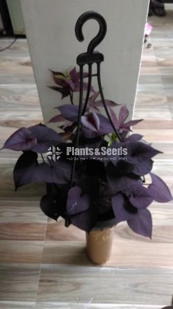 Sweet potato vine and  Black sweet potato vine