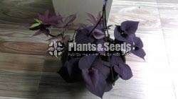 Sweet potato vine and  Black sweet potato vine