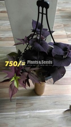 Sweet potato vine and  Black sweet potato vine