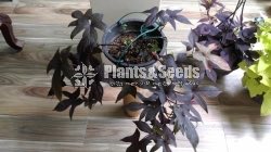 Sweet potato vine and  Black sweet potato vine