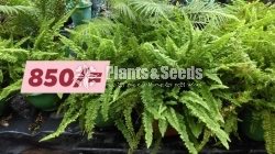 Ferns