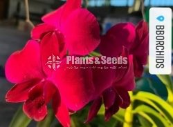 BB Orchids