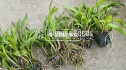 BB Orchids