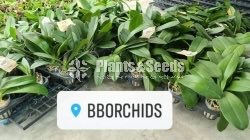 BB Orchids