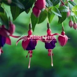  Fuchsia