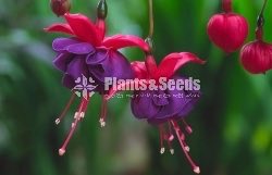  Fuchsia
