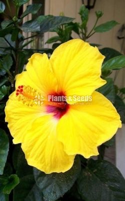  Hibiscus
