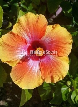  Hibiscus