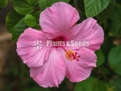  Hibiscus
