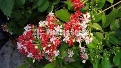 Combretum indicum