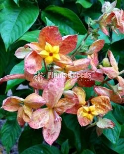 Mussaenda marmelada Orange and White
