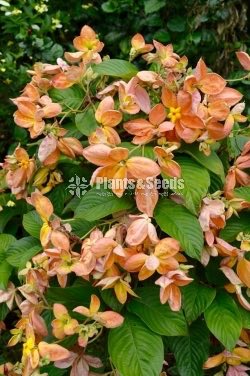 Mussaenda marmelada Orange and White