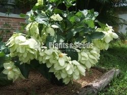 Mussaenda marmelada Orange and White
