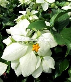 Mussaenda marmelada Orange and White