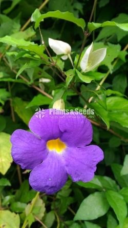 Thunbergia erecta(තණ්බොජියා )