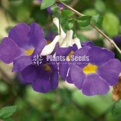 Thunbergia erecta(තණ්බොජියා )