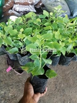 Special pack of Bonsai plants