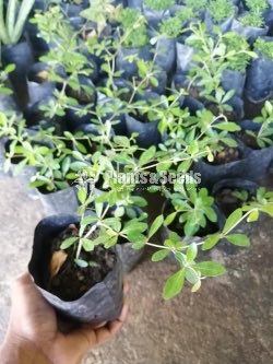 Special pack of Bonsai plants