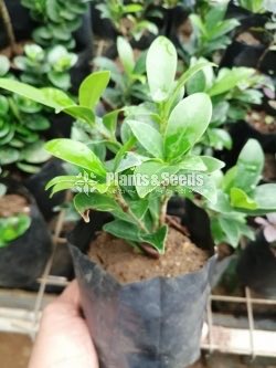 Special pack of Bonsai plants