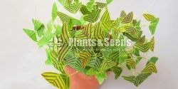 Christia obcordata(බටර්ෆ්ලයි ලීෆ්)