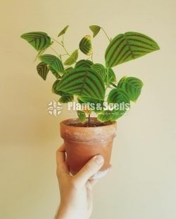 Christia obcordata(බටර්ෆ්ලයි ලීෆ්)