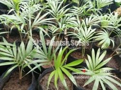 Redneck palm plant