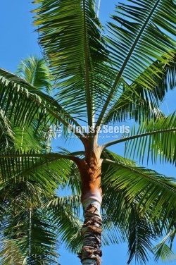Redneck palm plant