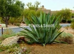 Agave weberi (හන)-Hana