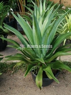 Agave weberi (හන)-Hana