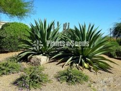 Agave weberi (හන)-Hana