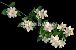 Jasmine (යටි පිච්ච)