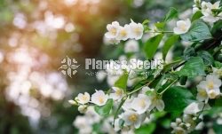 Jasmine (යටි පිච්ච)