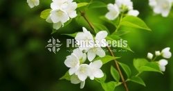 Jasmine (යටි පිච්ච)