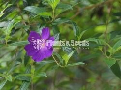 Bovitiya(බෝවිටියා )
