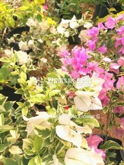Bogainvillea Stockinette