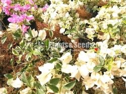 Bogainvillea Stockinette