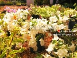 Bogainvillea Stockinette