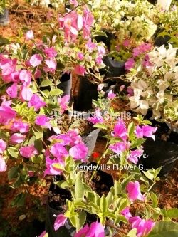 Bogainvillea Stockinette